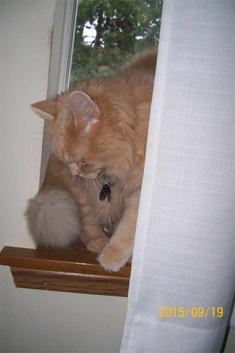 cat on the windowsill