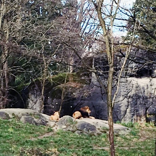 Lions in zoo