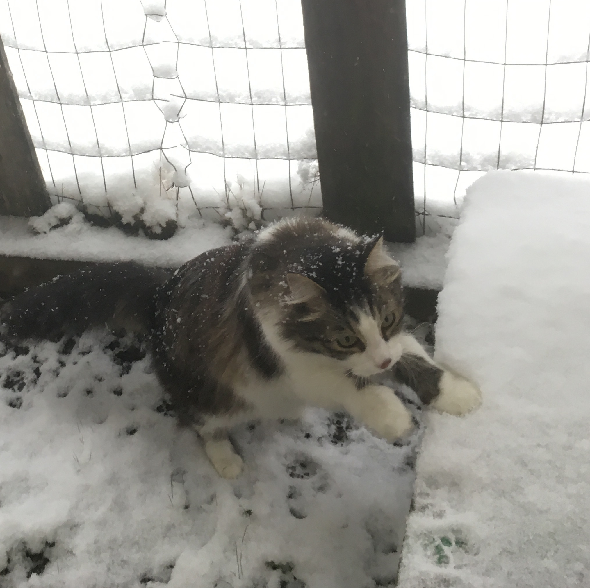 Zeke in the snowy catio