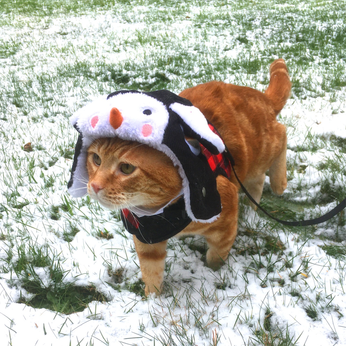 Scooby hat snow cat
