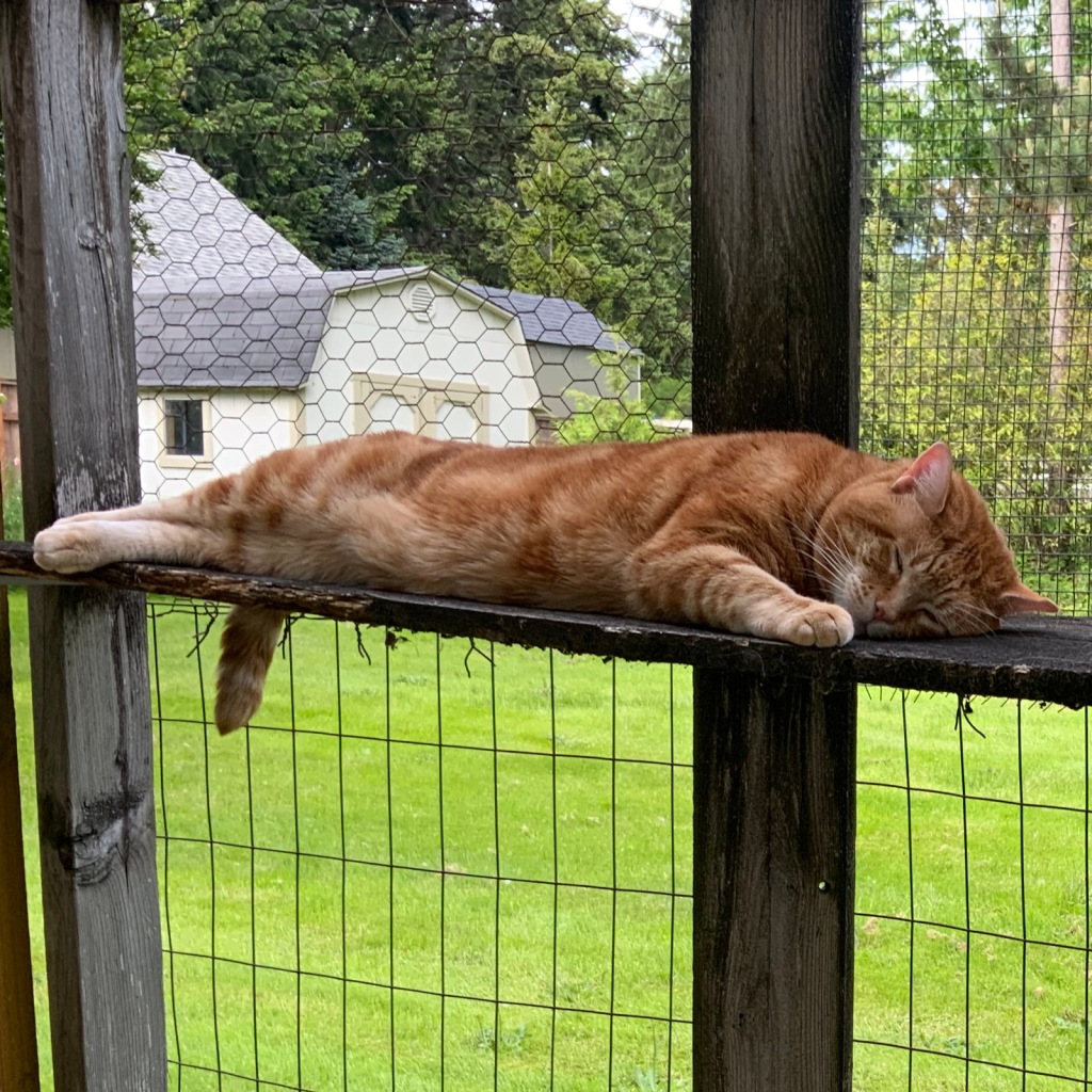 scooby napping in the catio