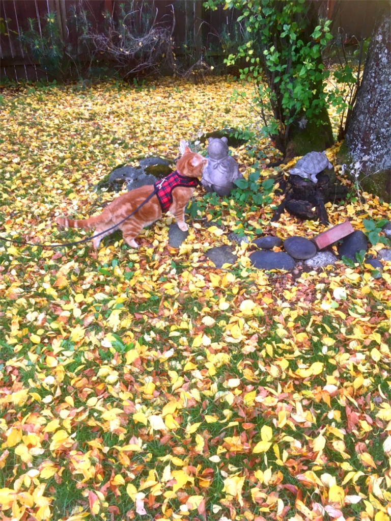 scooby in leaves